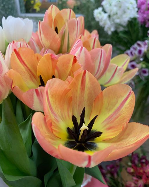 Tulip Treat