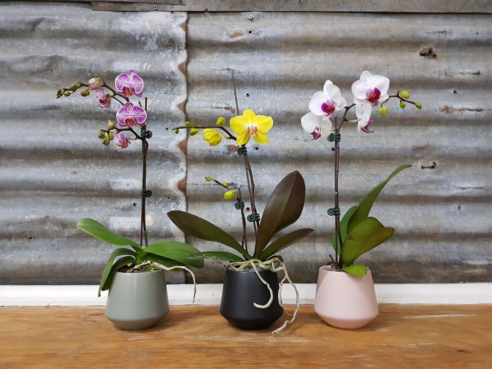 Plants