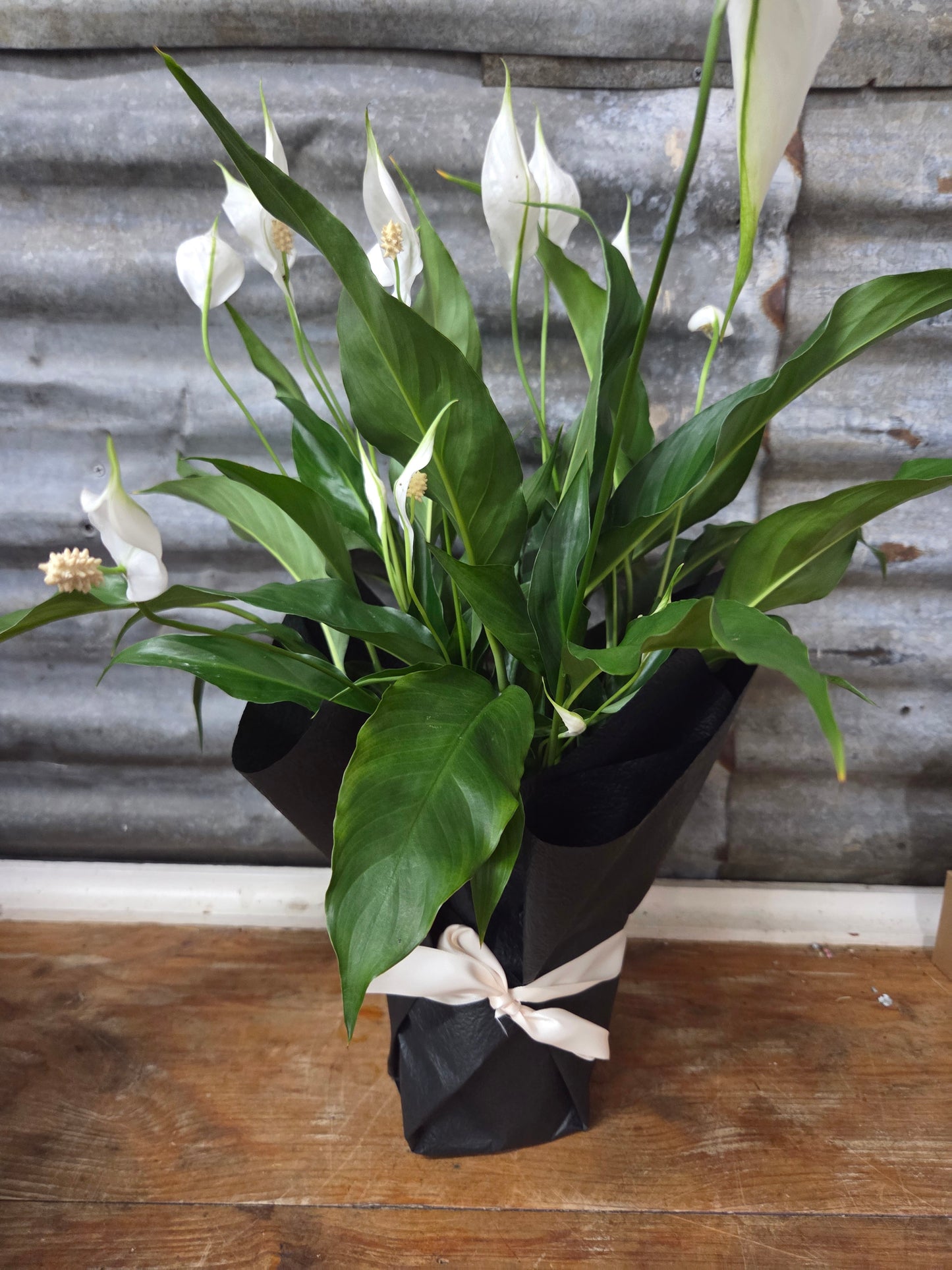 Potted Peace Lilly