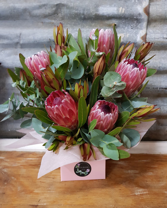 Protea Pop