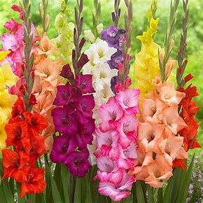 Gladioli Special