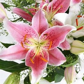 Loving Oriental Lillies